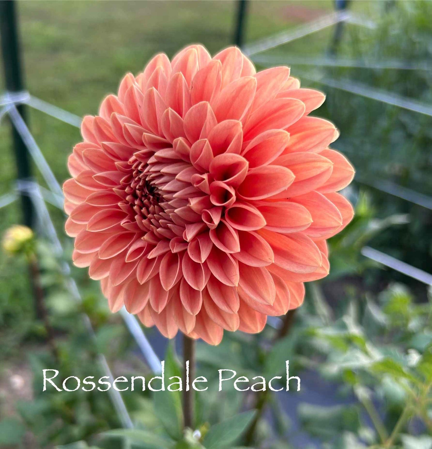 Rossendale Peach Tuber