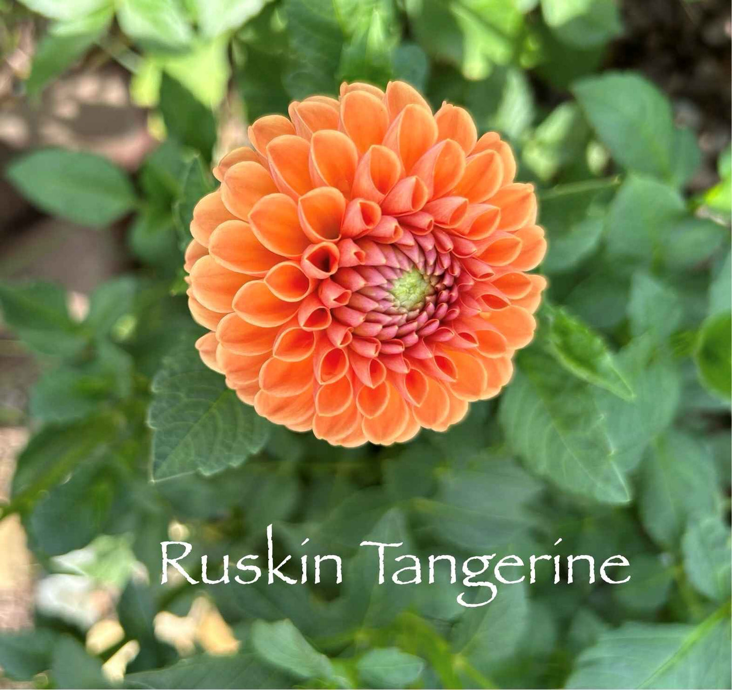 Ruskin Tangerine Tuber