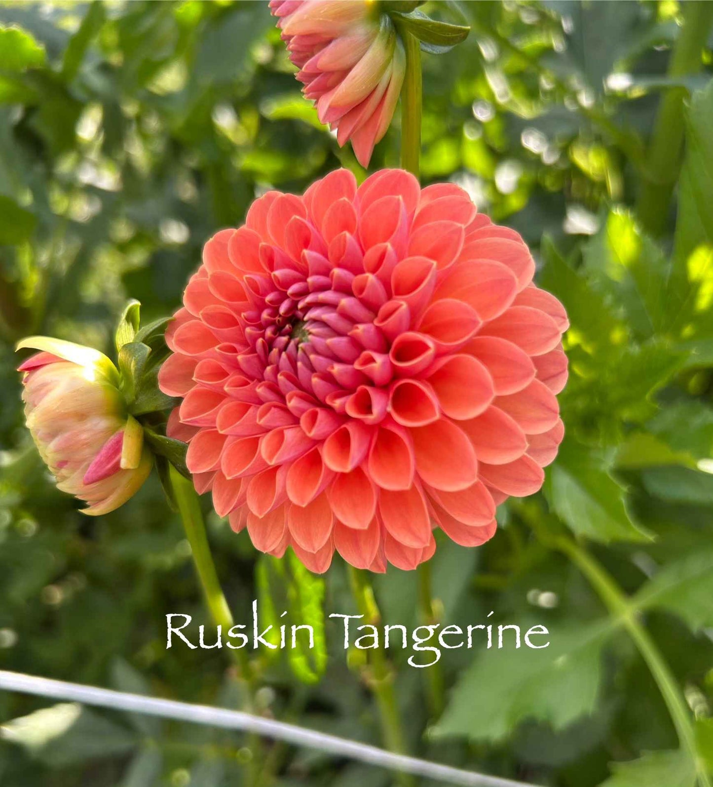 Ruskin Tangerine Tuber