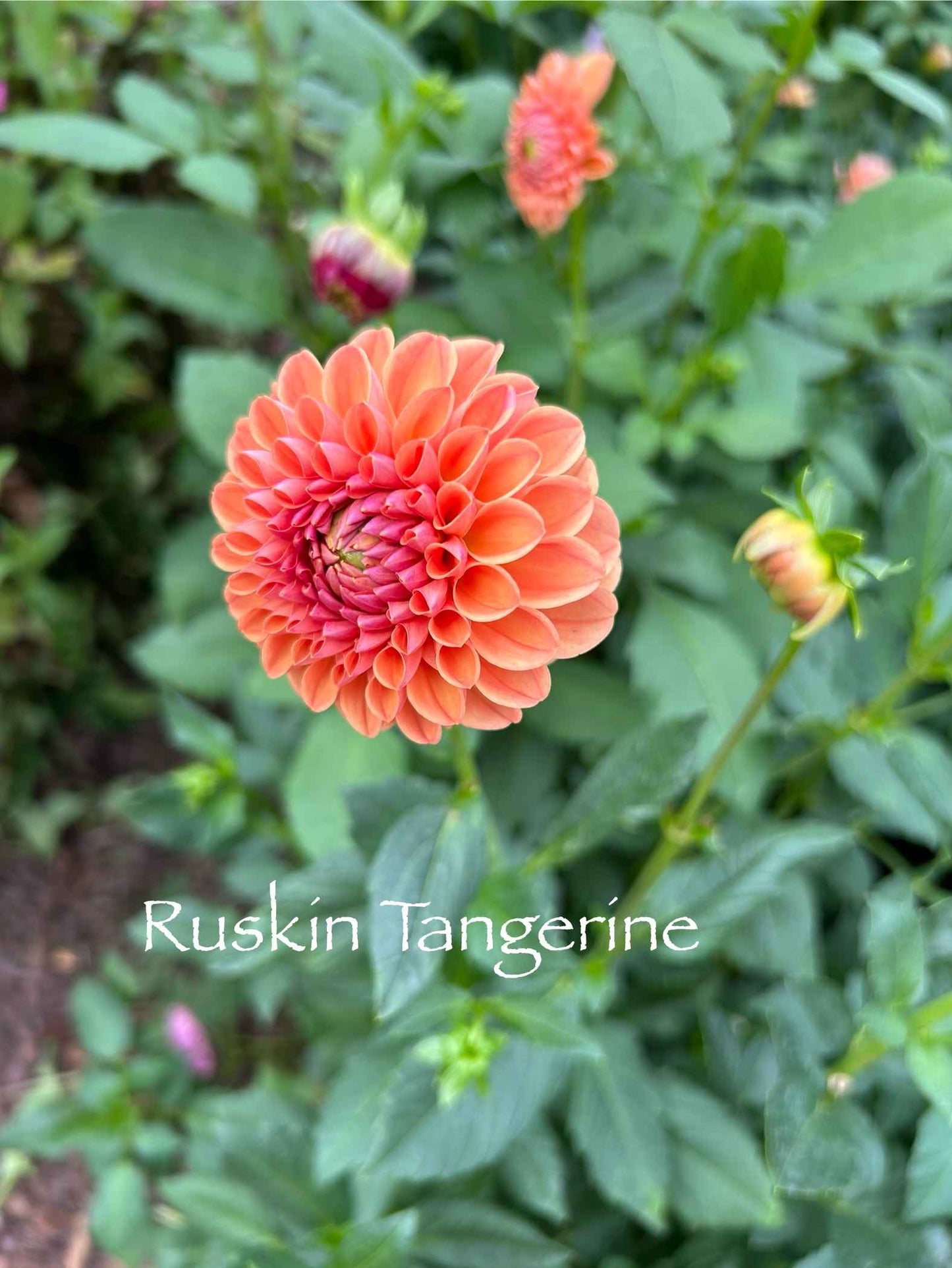 Ruskin Tangerine Tuber