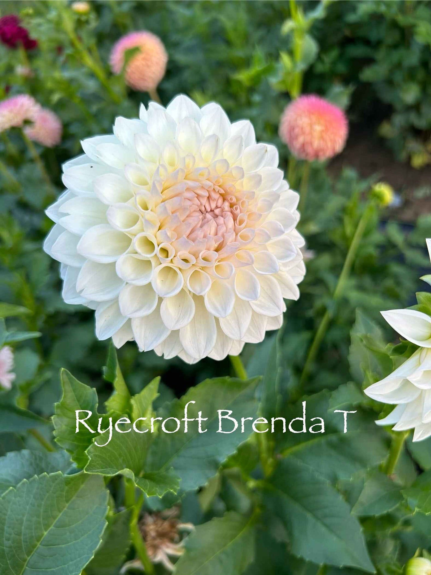 Ryecroft Brenda T Tuber