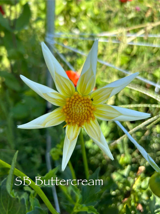 SB's Buttercream Tuber