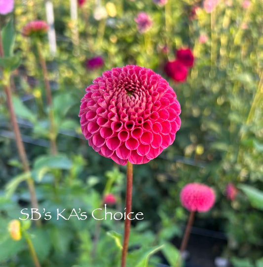SB's KA's Choice Tuber