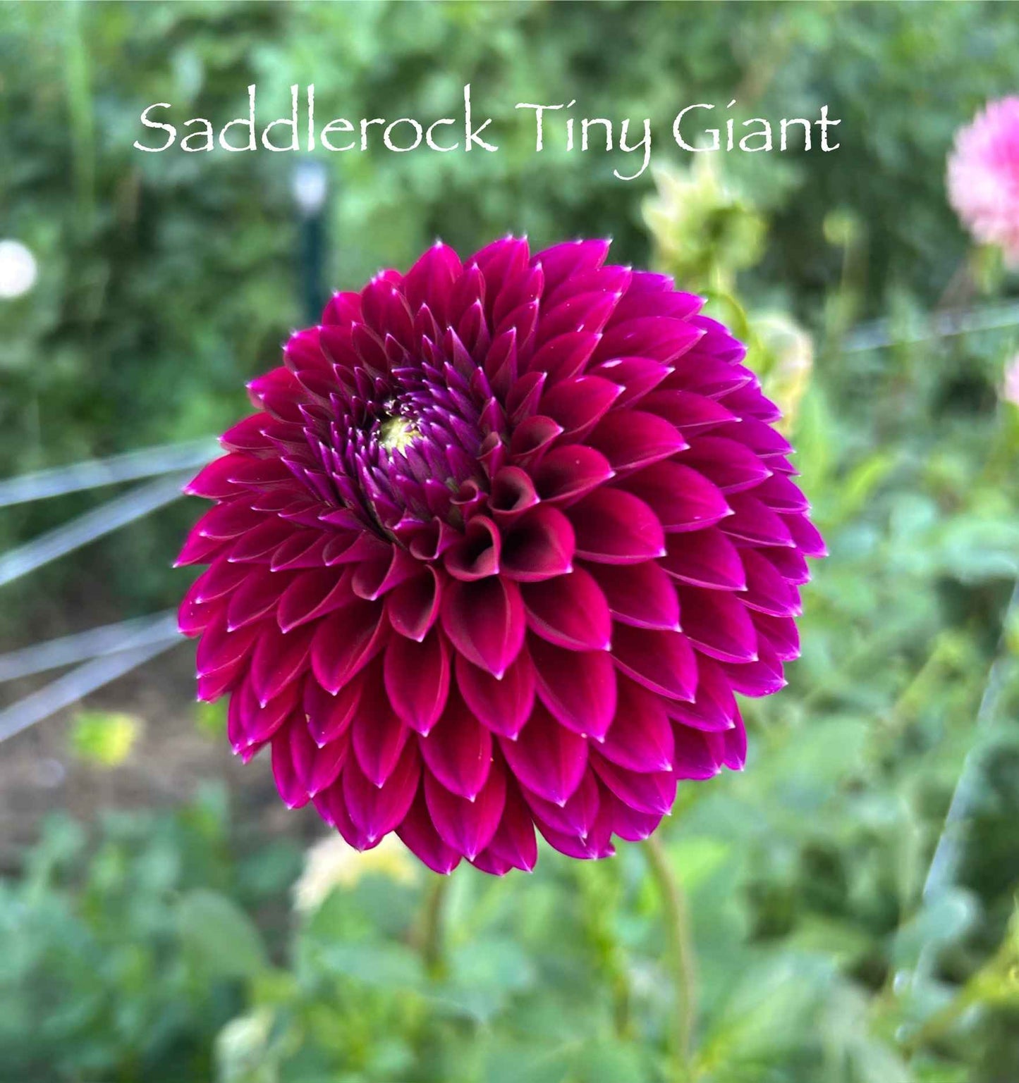 Saddlerock Tiny Giant Tuber