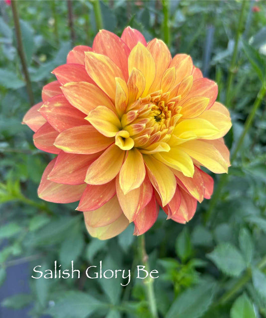 Salish Glory Be Tuber