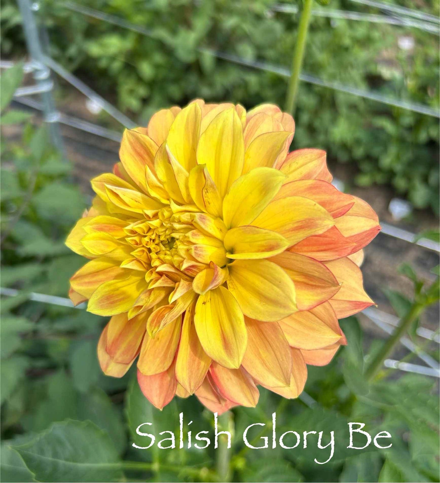 Salish Glory Be Tuber