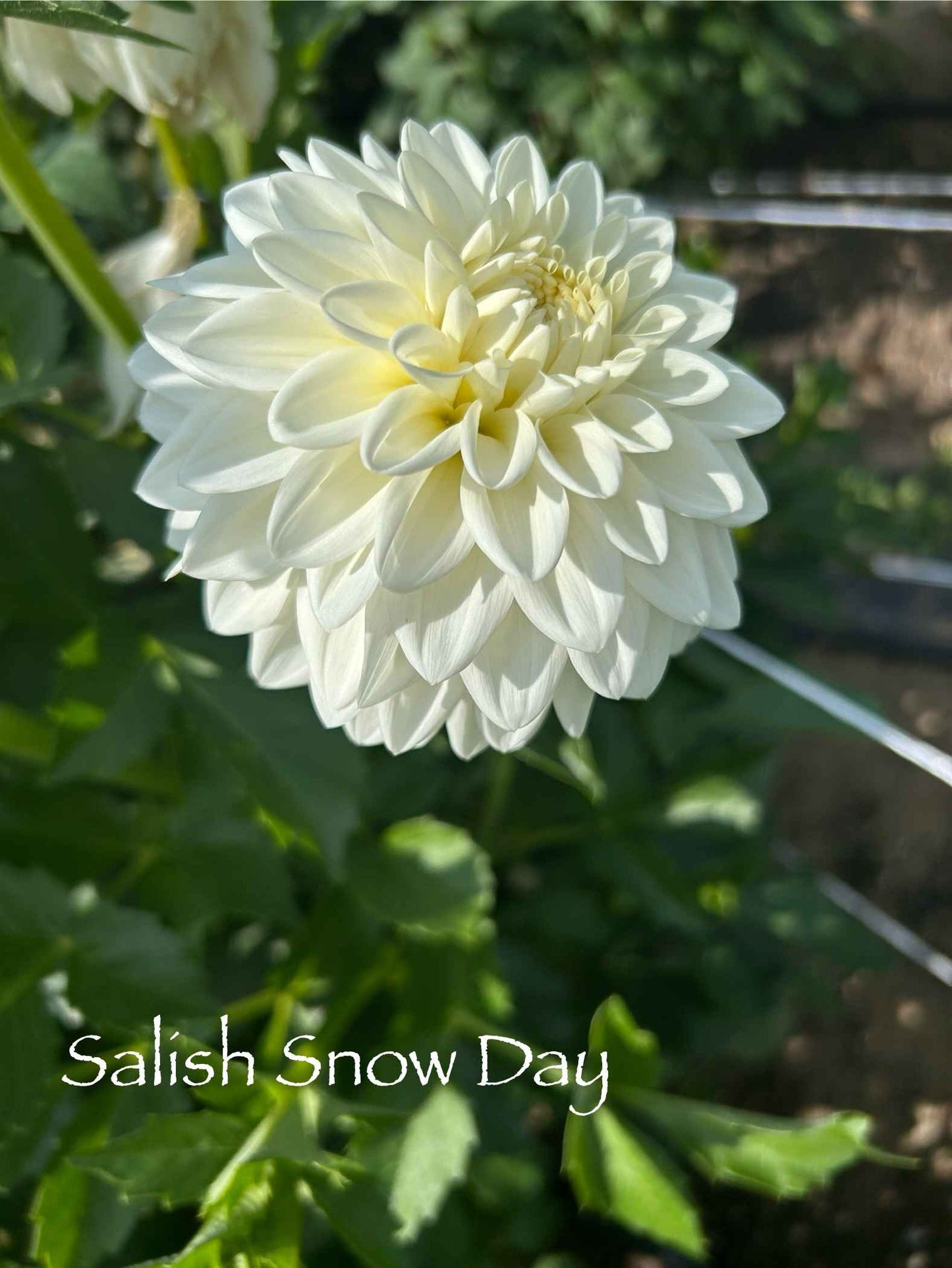 Salish Snow Day Tuber