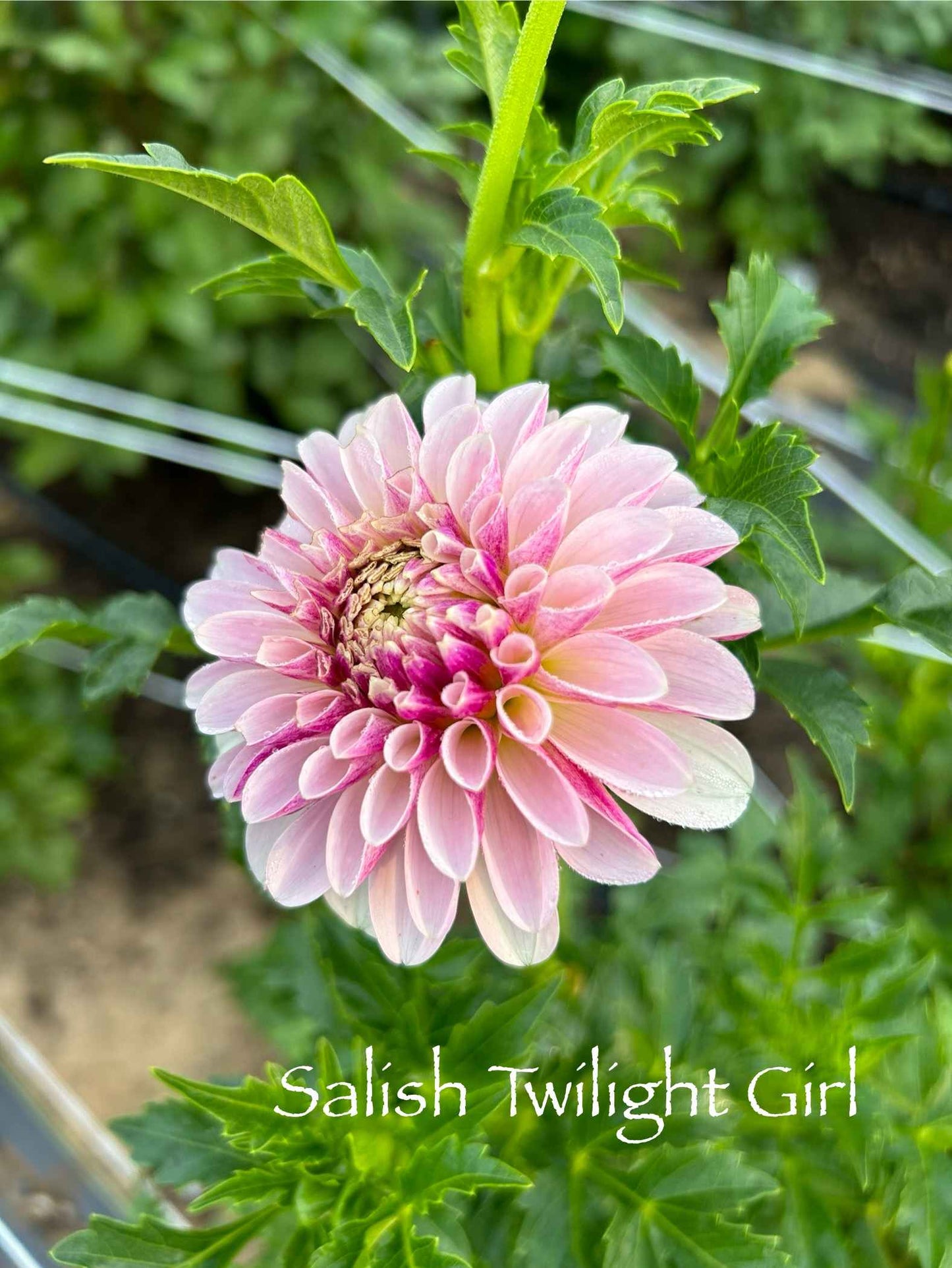 Salish Twilight Girl Tuber