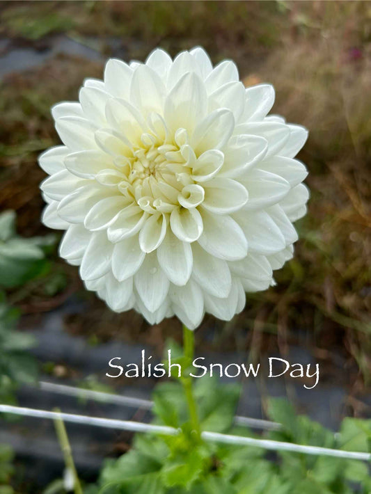 Salish Snow Day Tuber