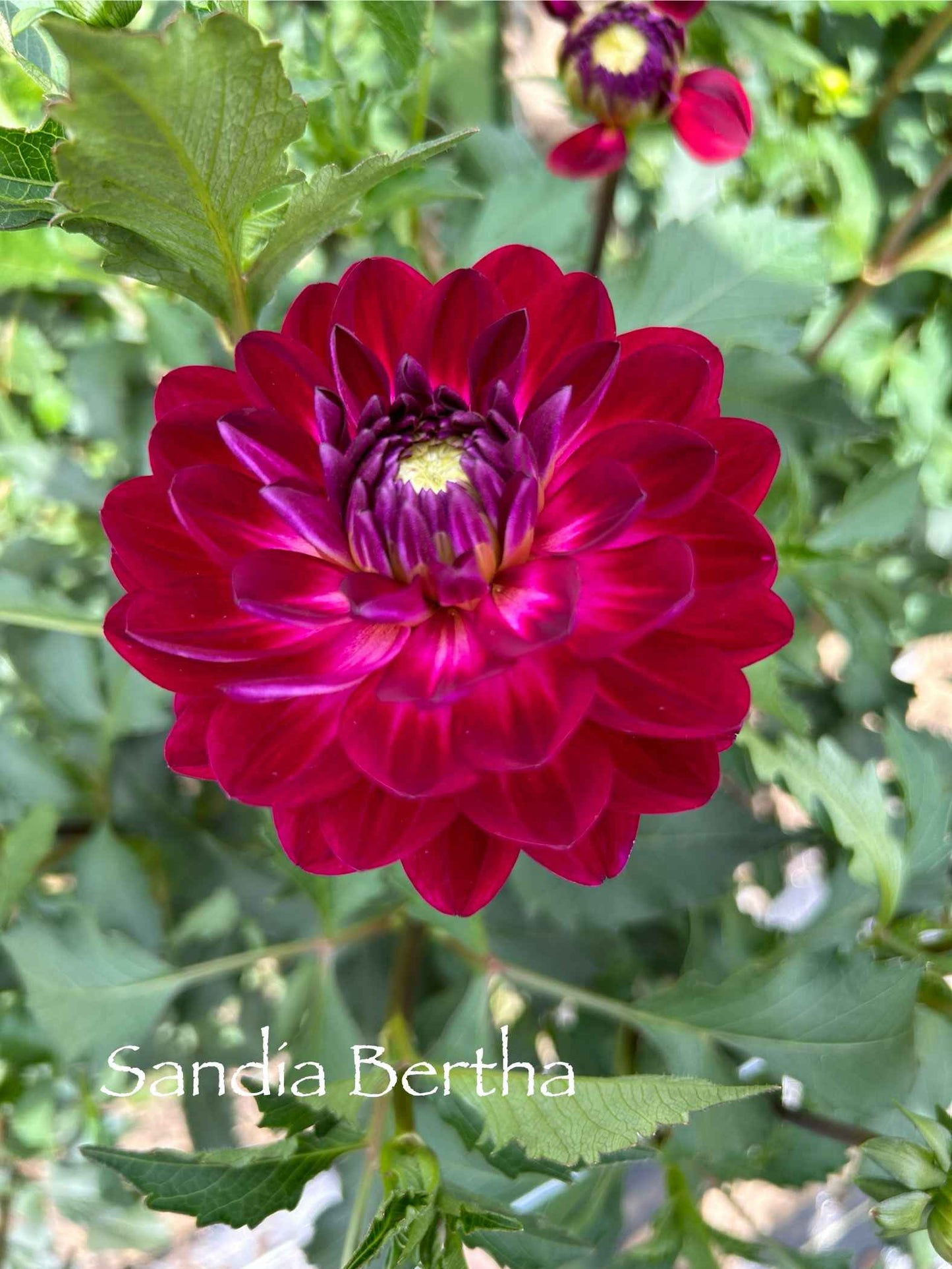 Sandia Bertha Tuber