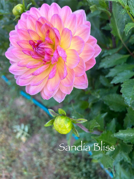 Sandia Bliss Tuber