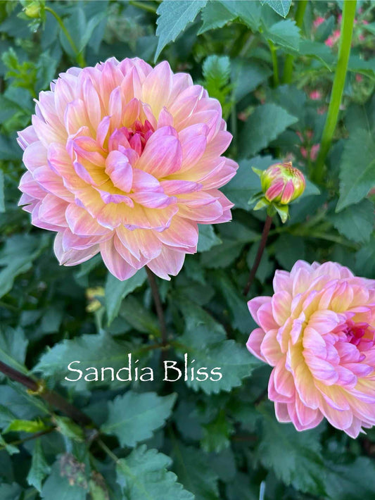 Sandia Bliss Rooted Cutting