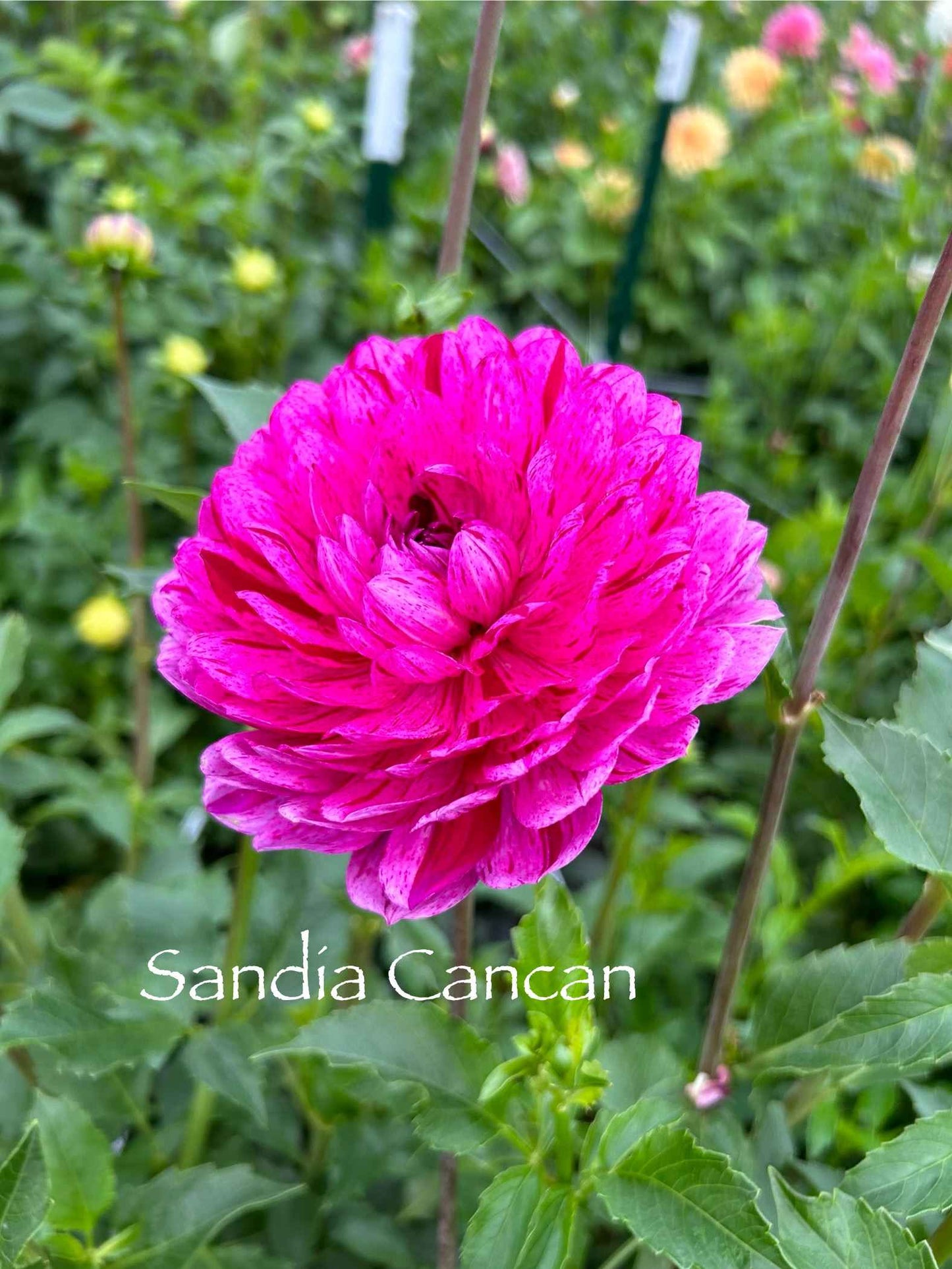 Sandia Cancan Tuber