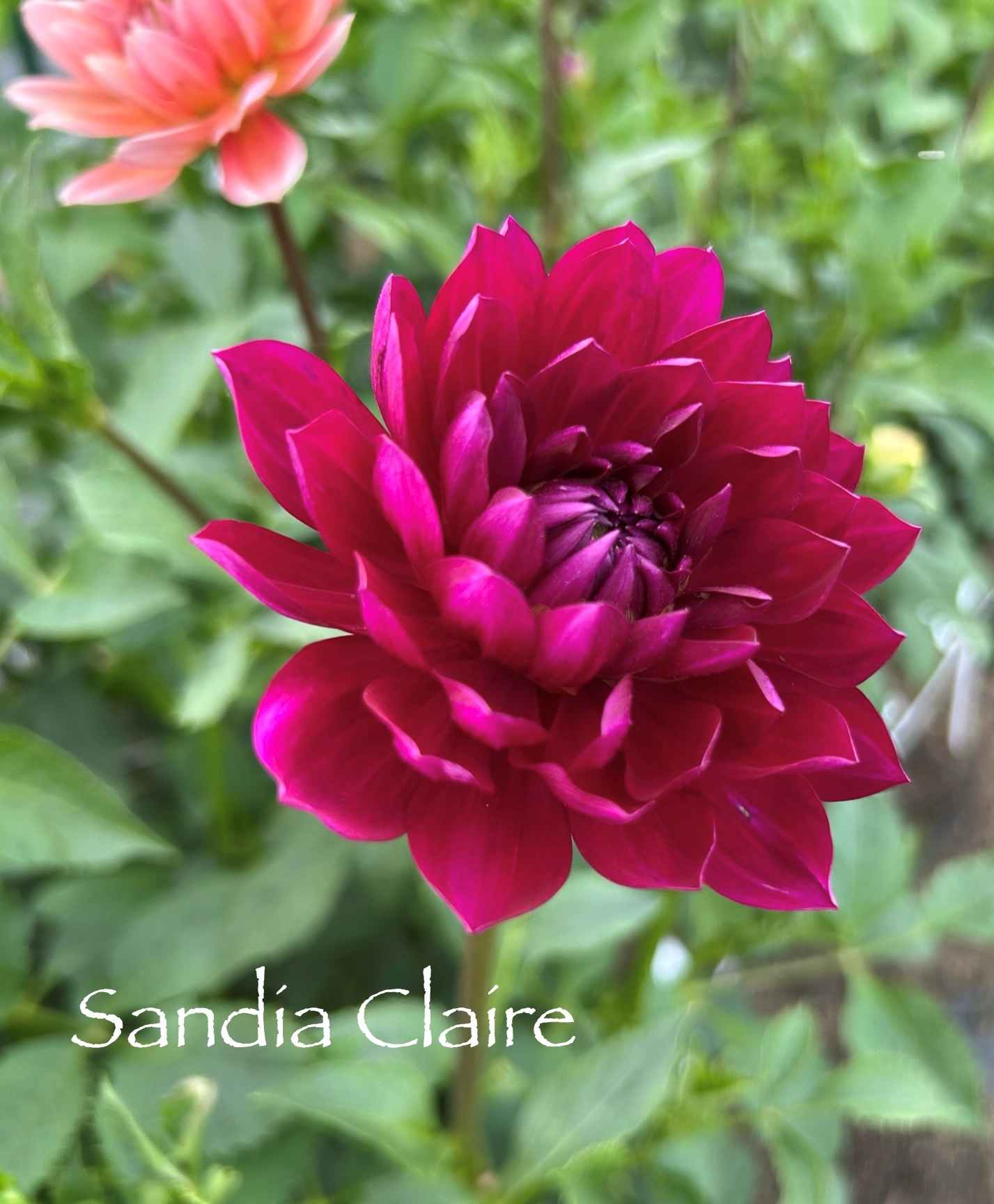 Sandia Claire Tuber