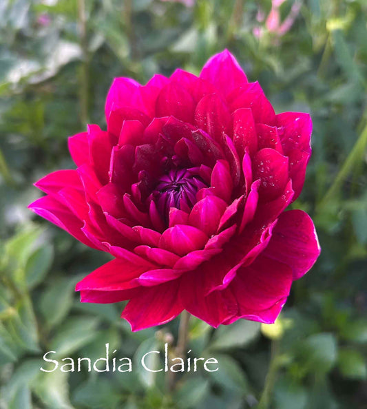 Sandia Claire Tuber