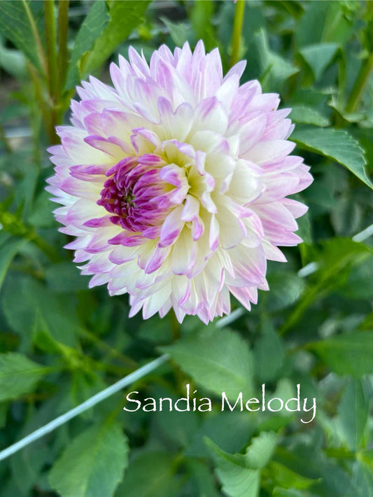 Sandia Melody (not) Tuber