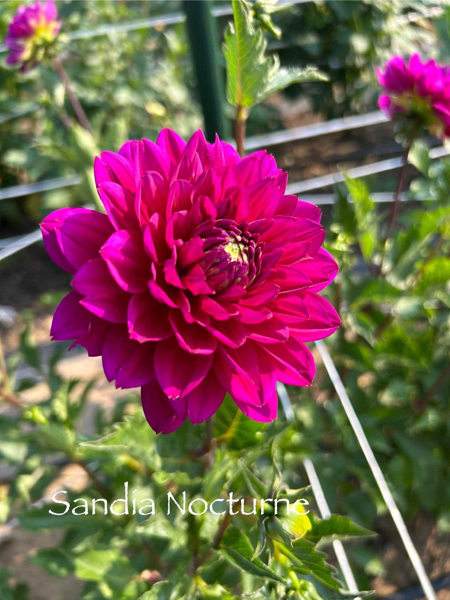 Sandia Nocturne Tuber