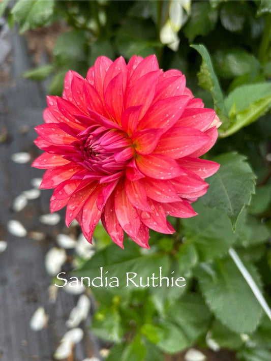 Sandia Ruthie Tuber