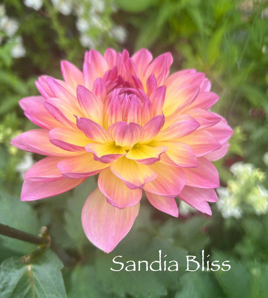 Sandia Bliss Tuber