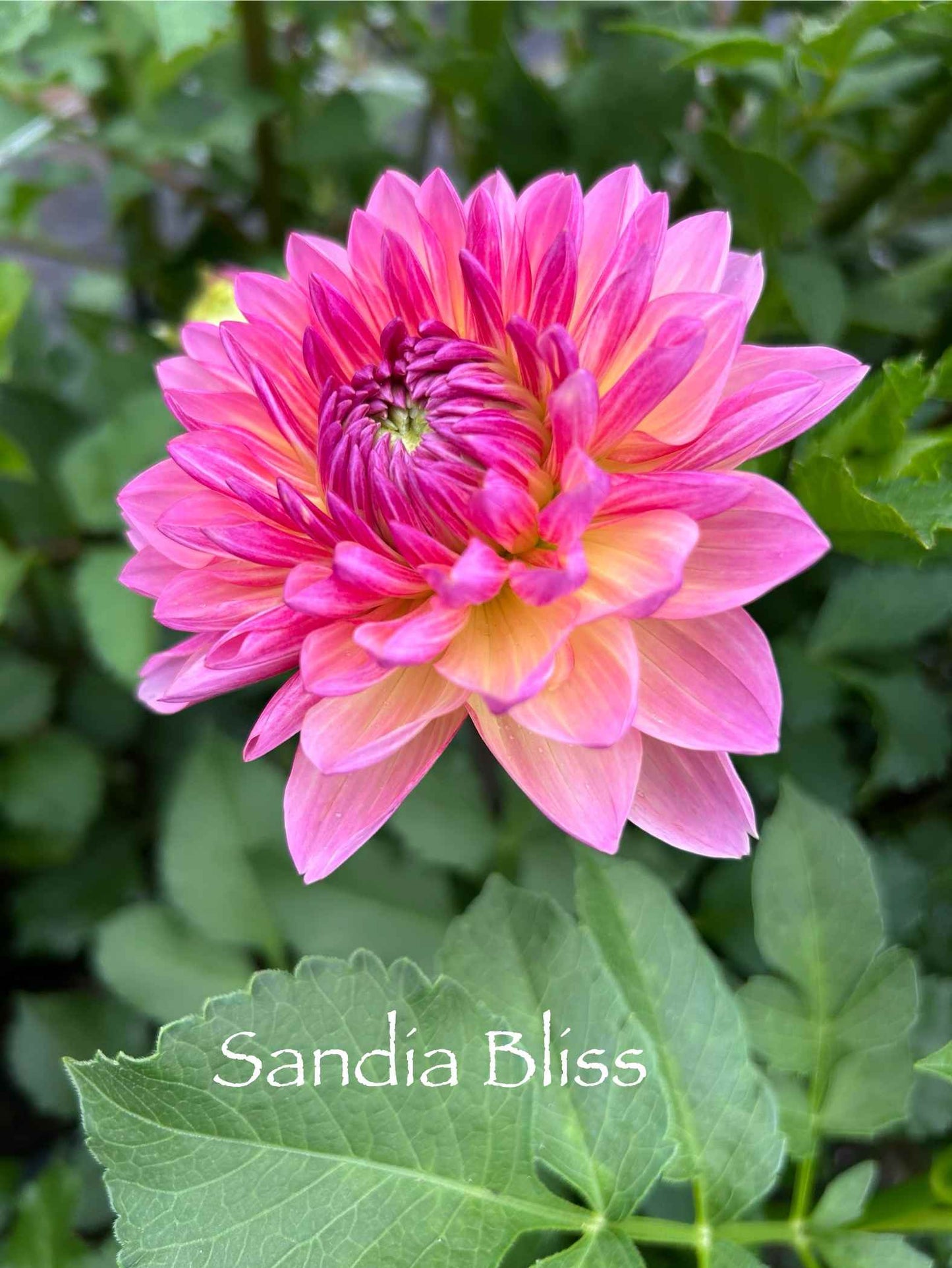 Sandia Bliss Tuber