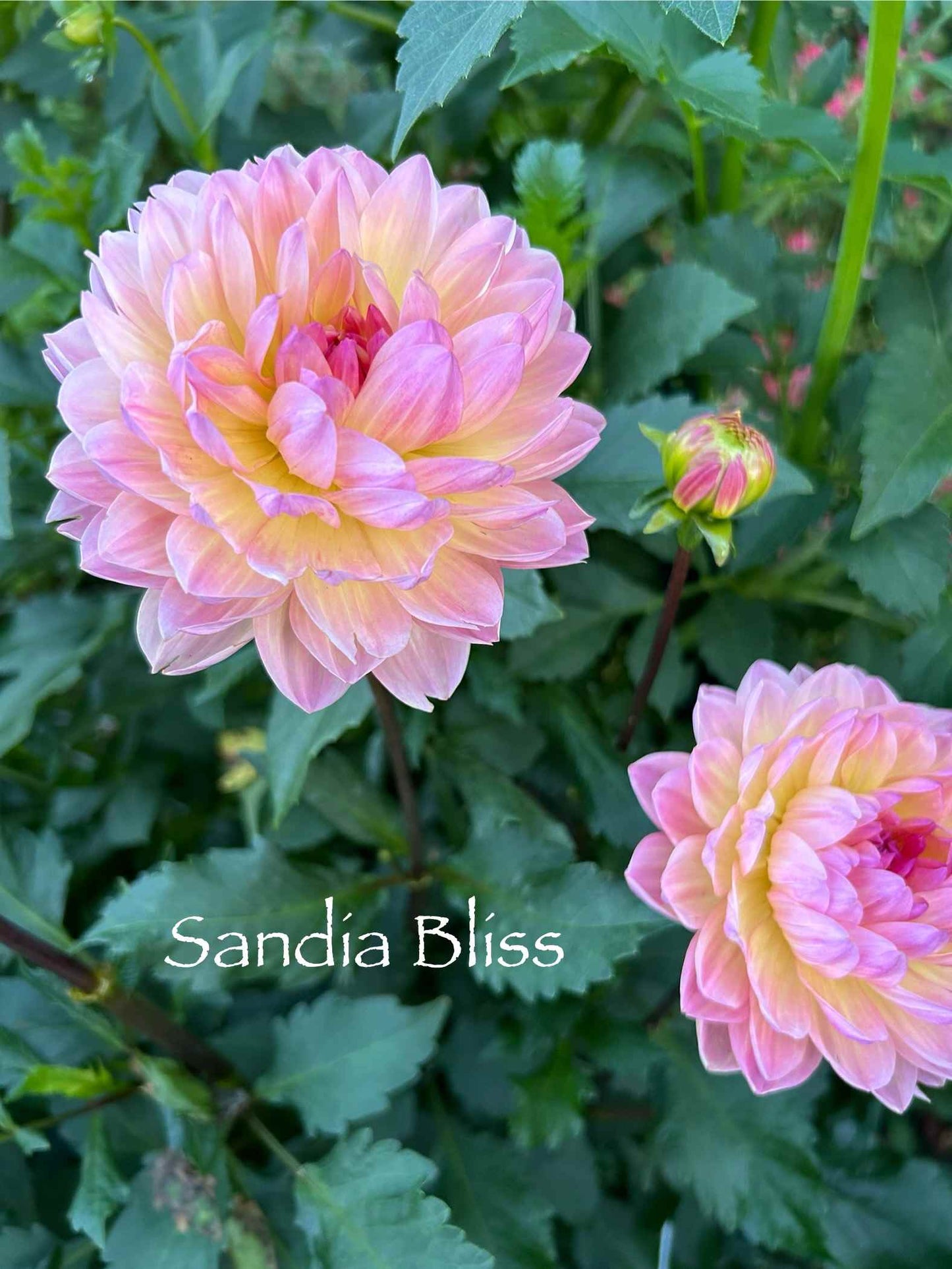 Sandia Bliss Tuber