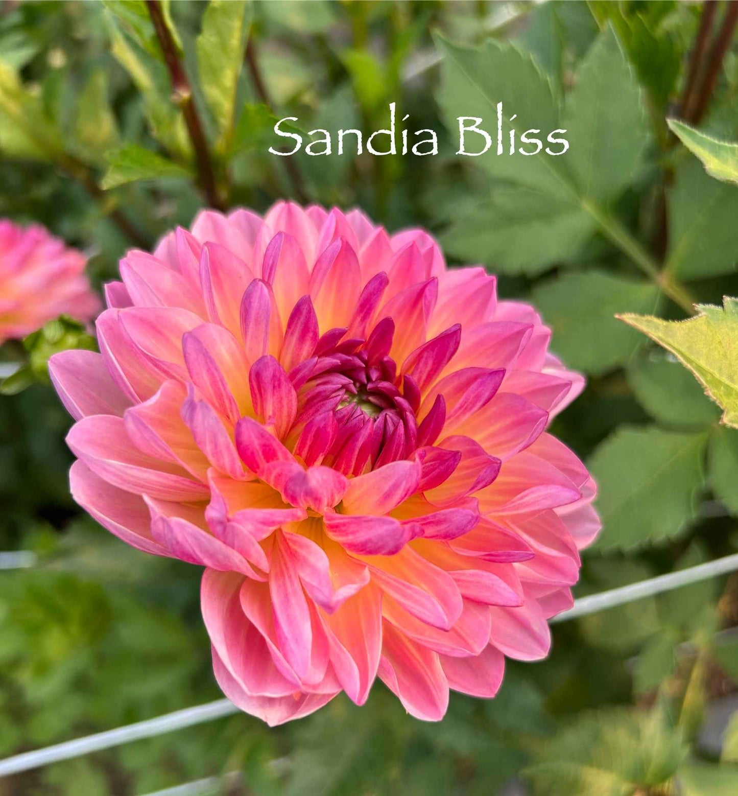 Sandia Bliss Tuber