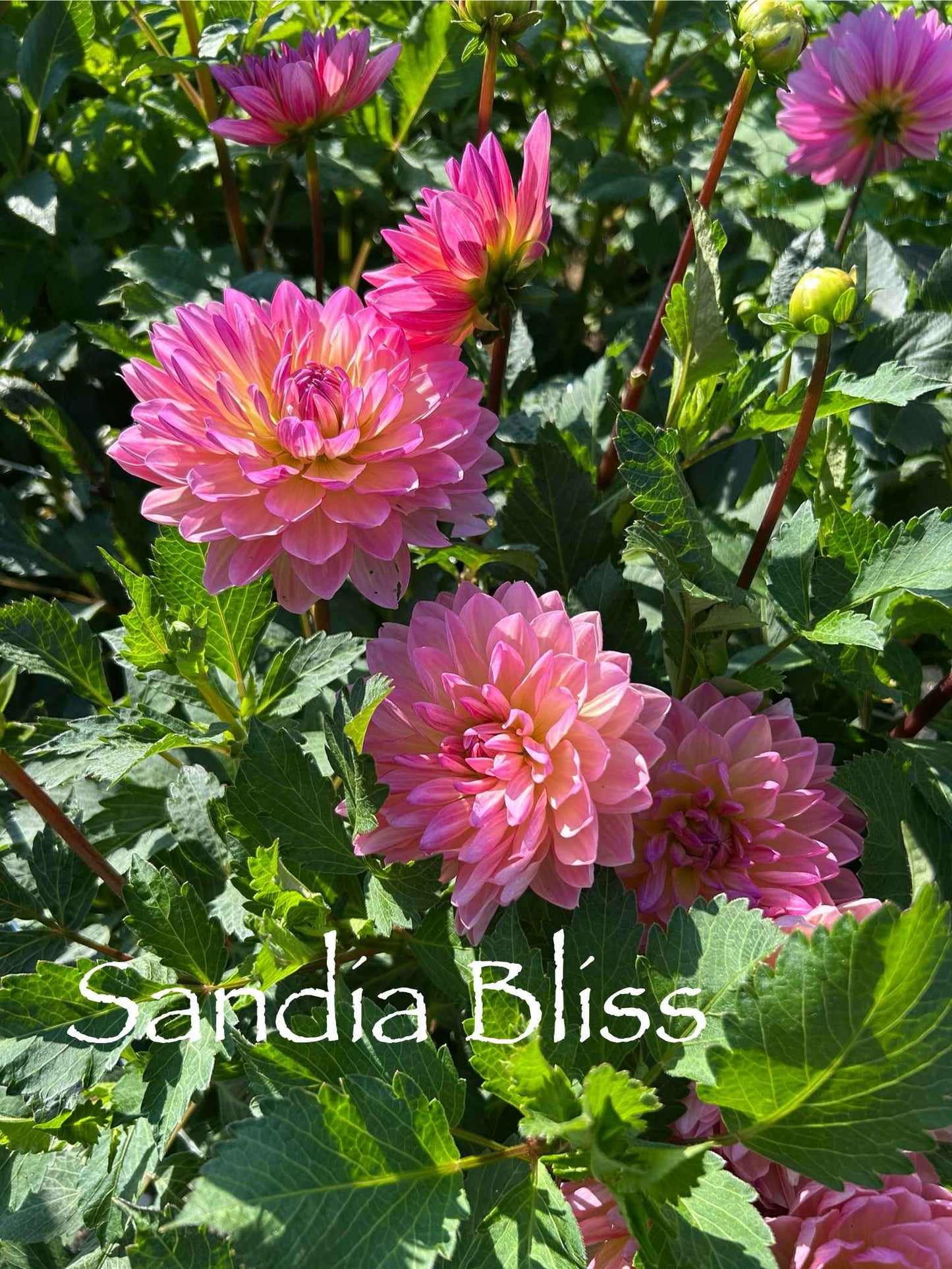 Sandia Bliss Tuber