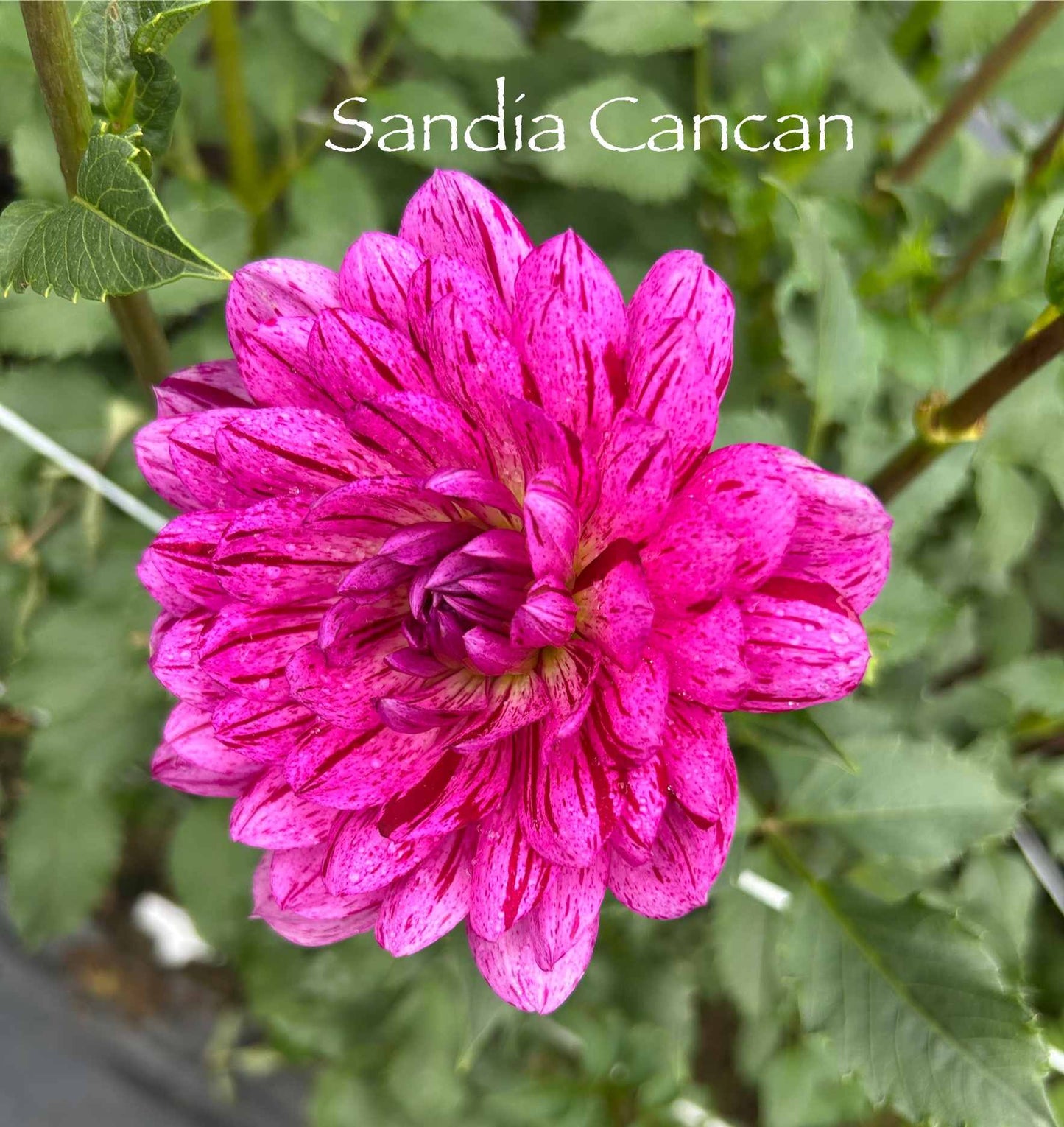 Sandia Cancan Tuber