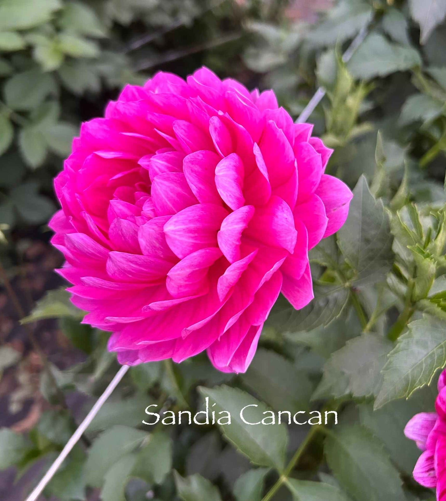 Sandia Cancan Tuber