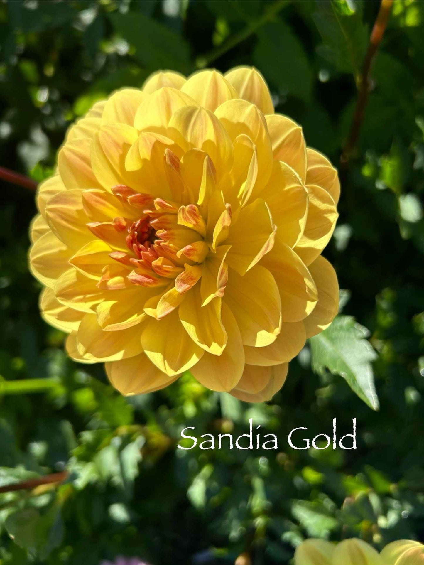 Sandia Gold Tuber