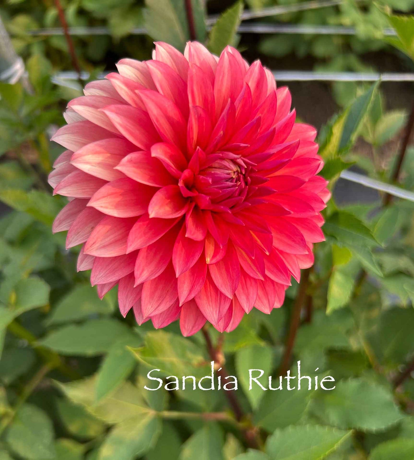 Sandia Ruthie Tuber