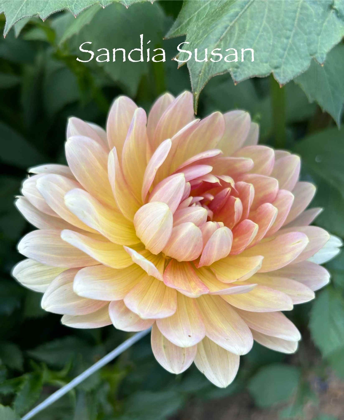 Sandia Susan Tuber