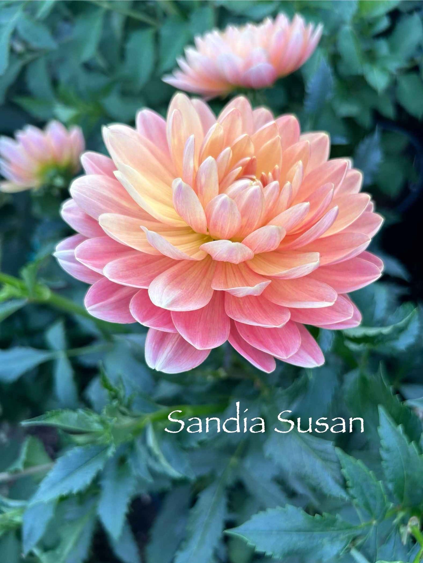 Sandia Susan Tuber