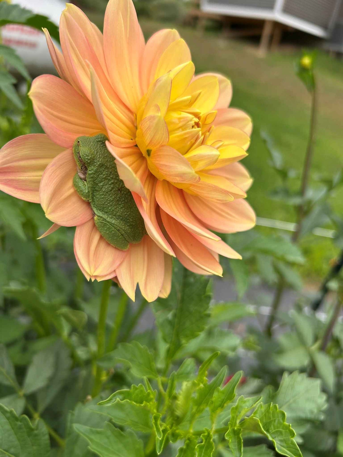 Sandia Susan Tuber