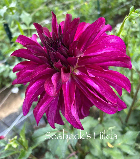Seabeck's Hilda Tuber