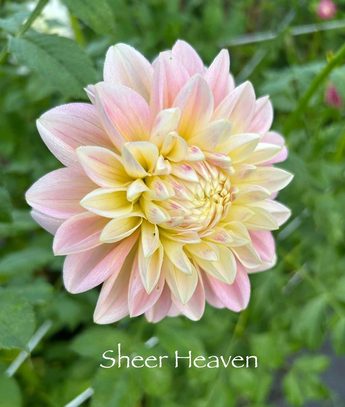 Sheer Heaven Tuber