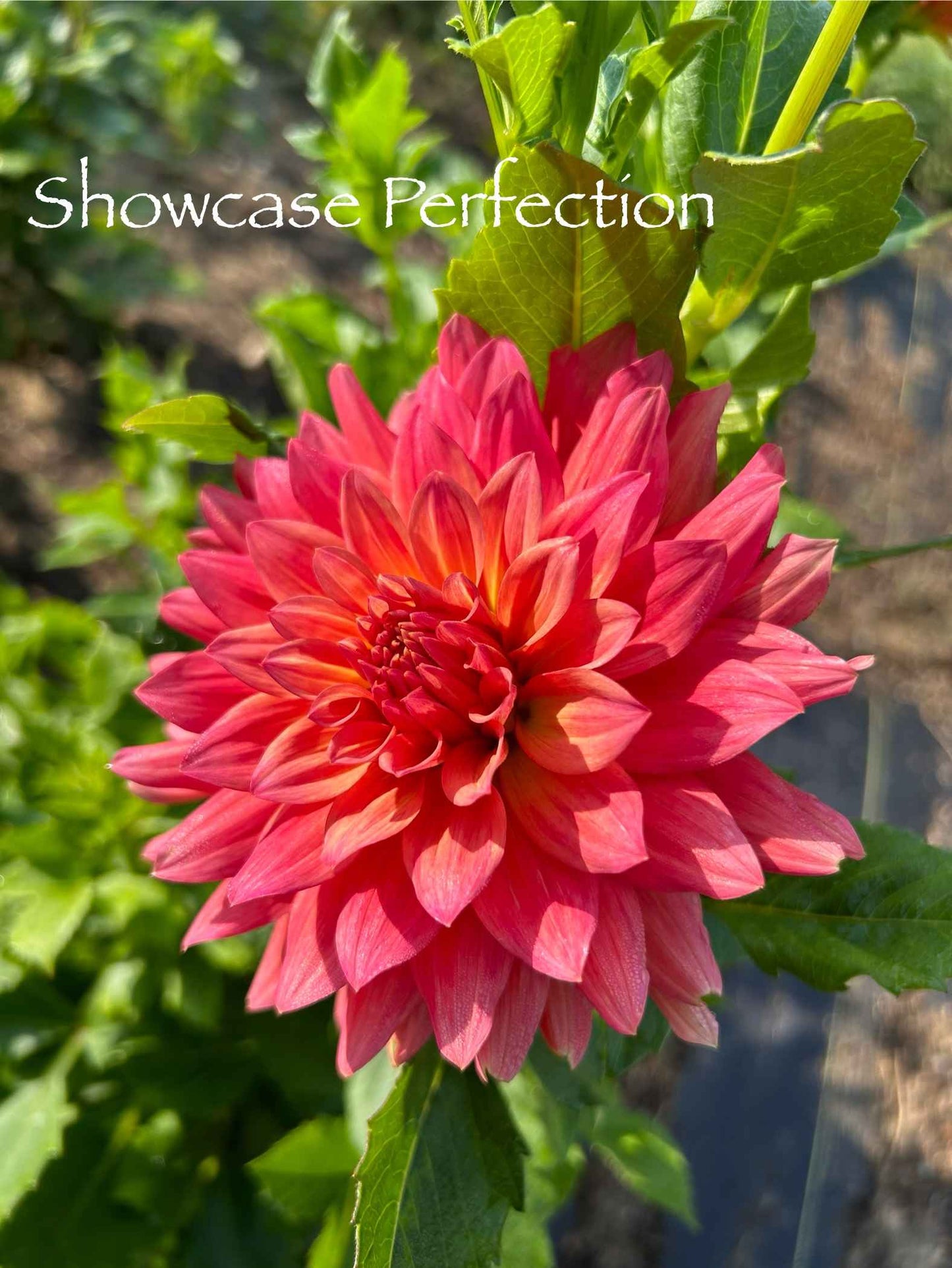 Showcase Perfection Tuber