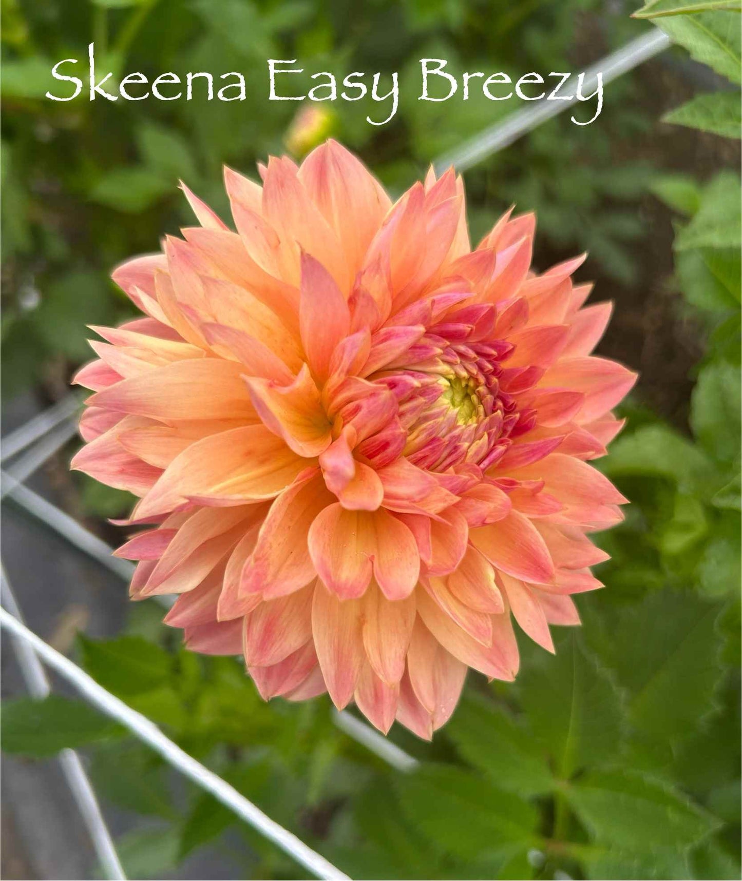 Skeena Eazy Breezy Tuber