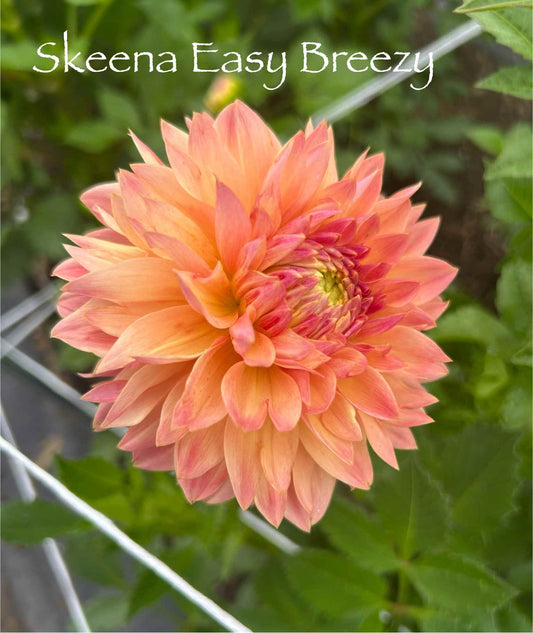 Skeena Eazy Breezy Tuber
