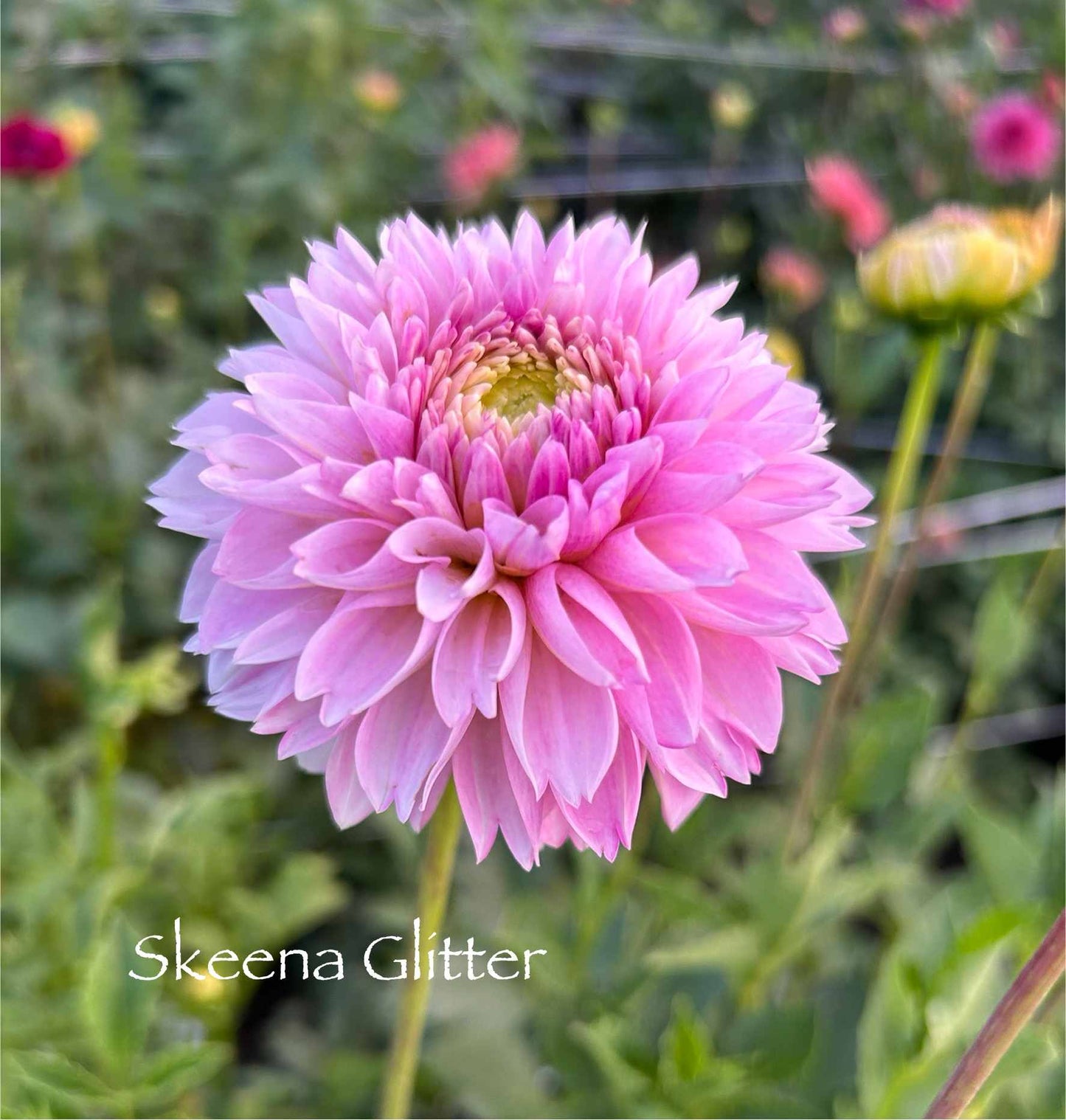 Skeena Glitter Tuber
