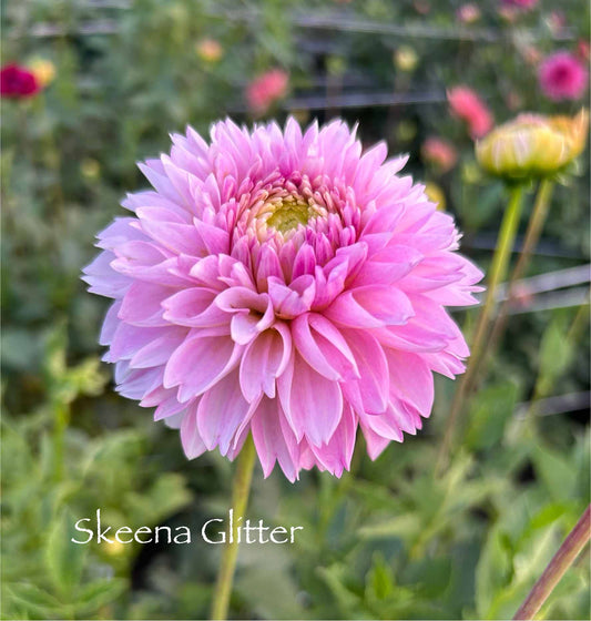 Skeena Glitter Tuber