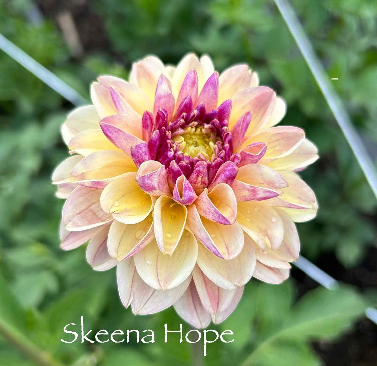 Skeena Hope Tuber