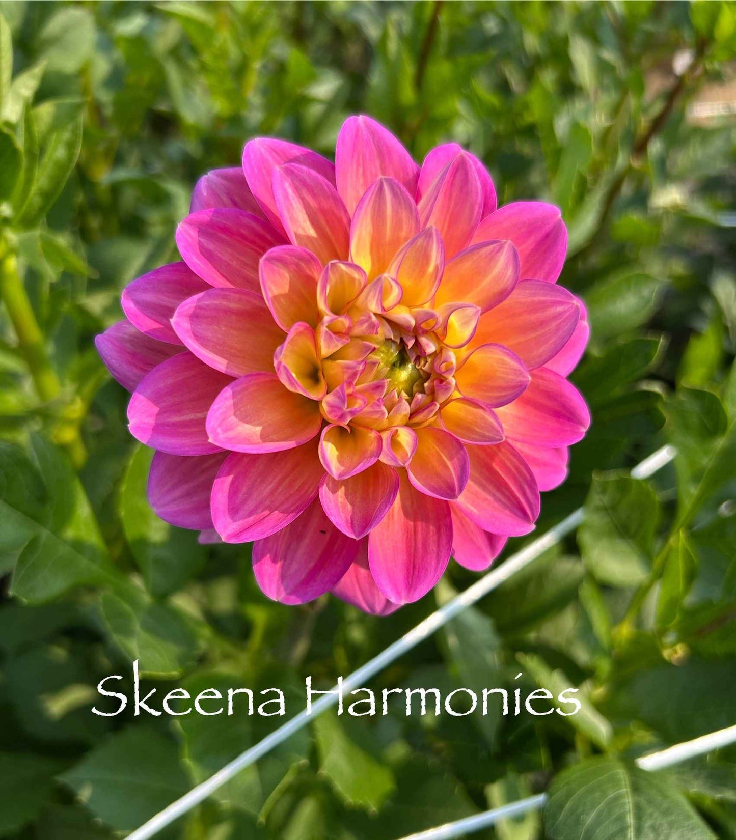 Skeena Harmonies Tuber