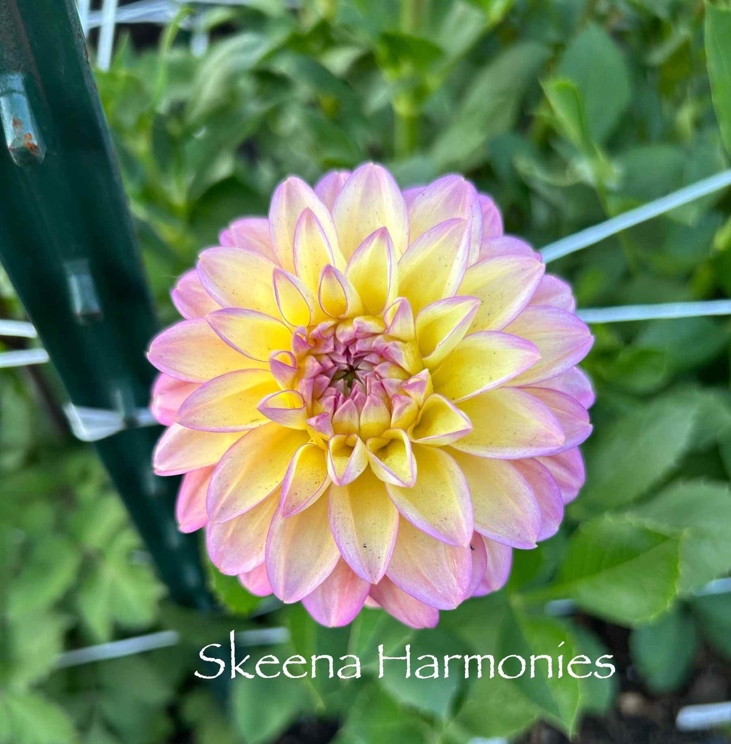 Skeena Harmonies Tuber