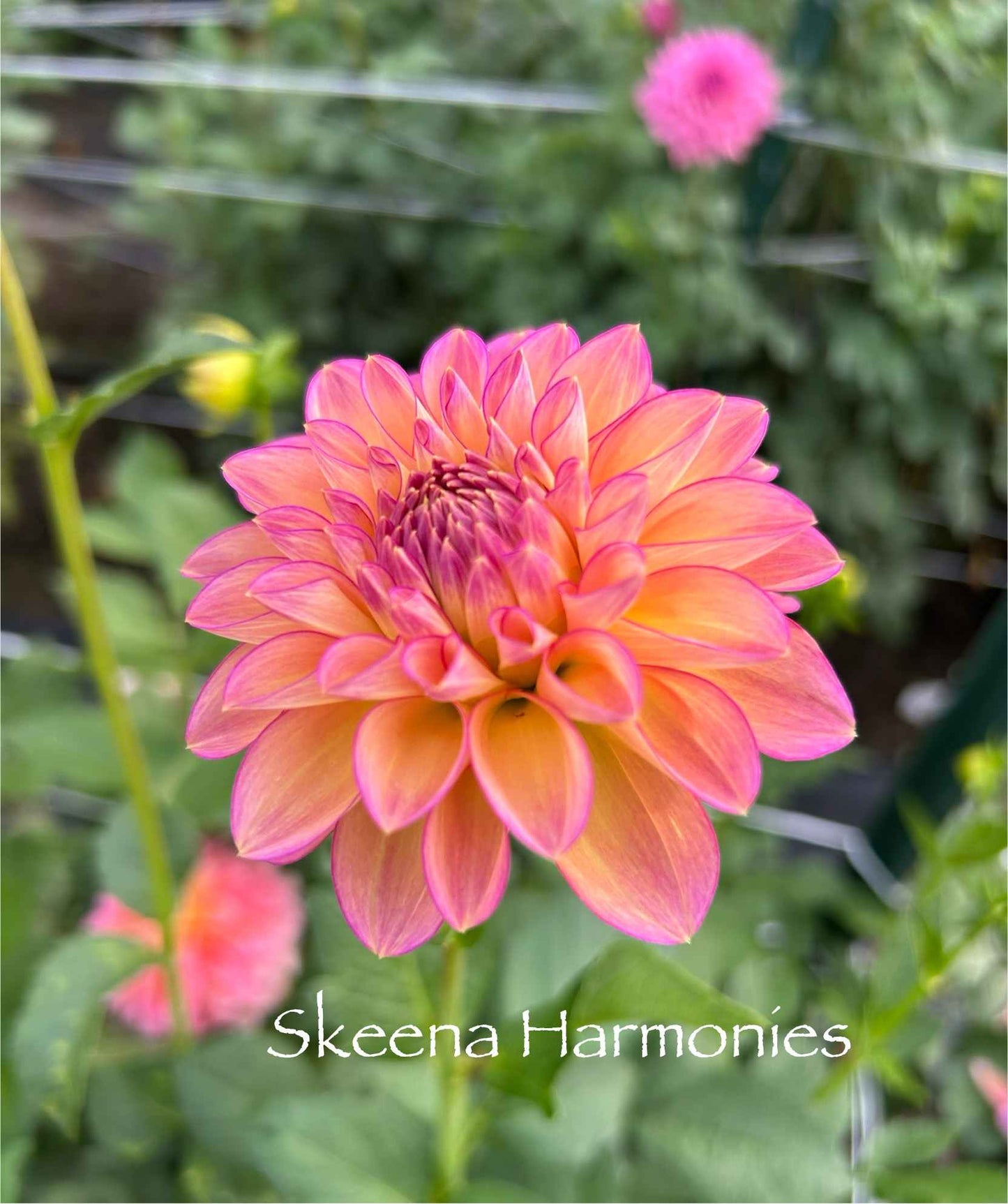 Skeena Harmonies Tuber