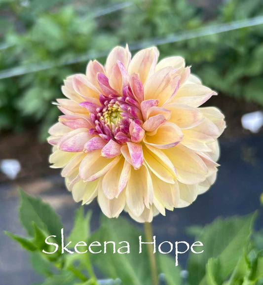 Skeena Hope Tuber