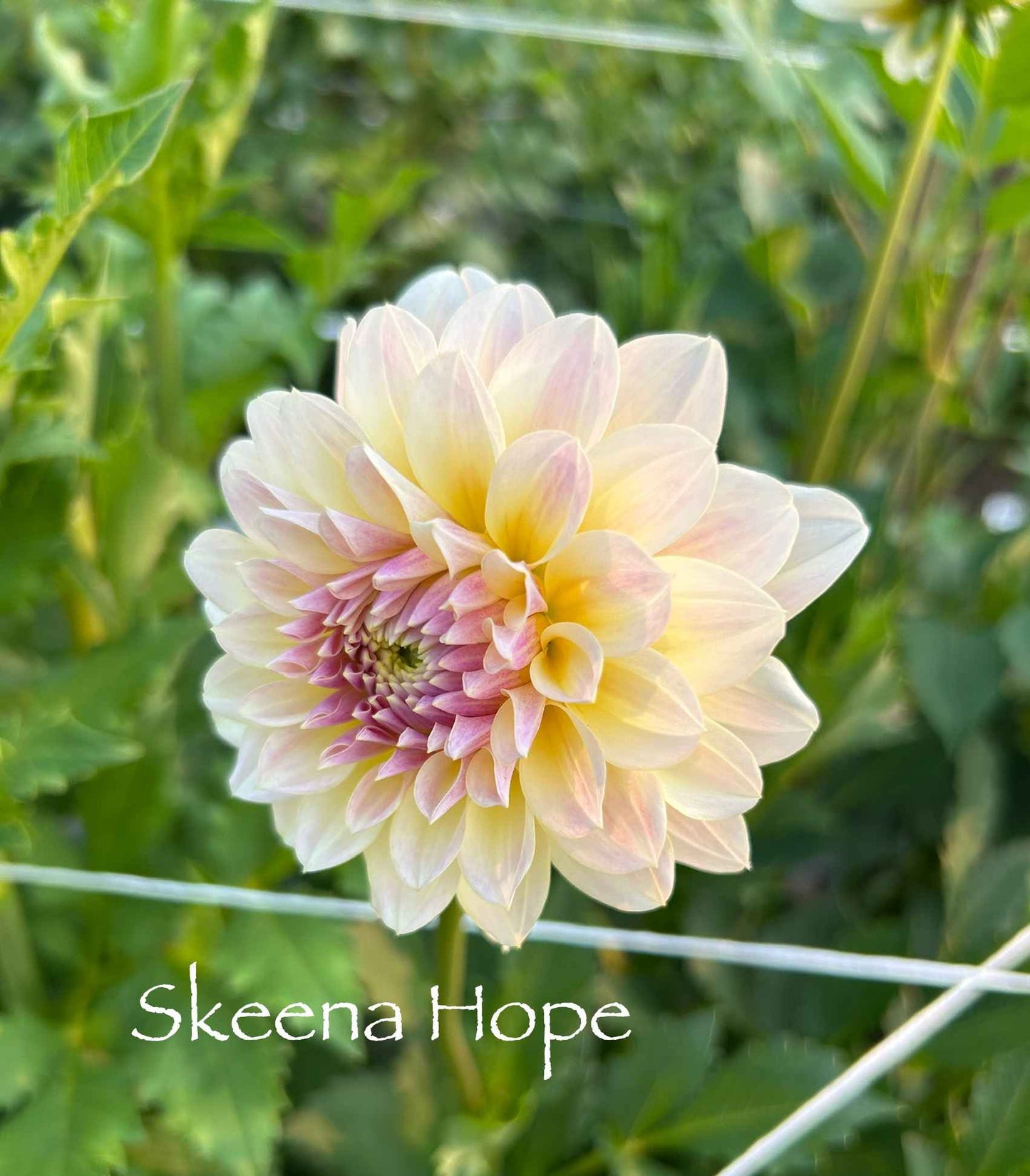 Skeena Hope Tuber