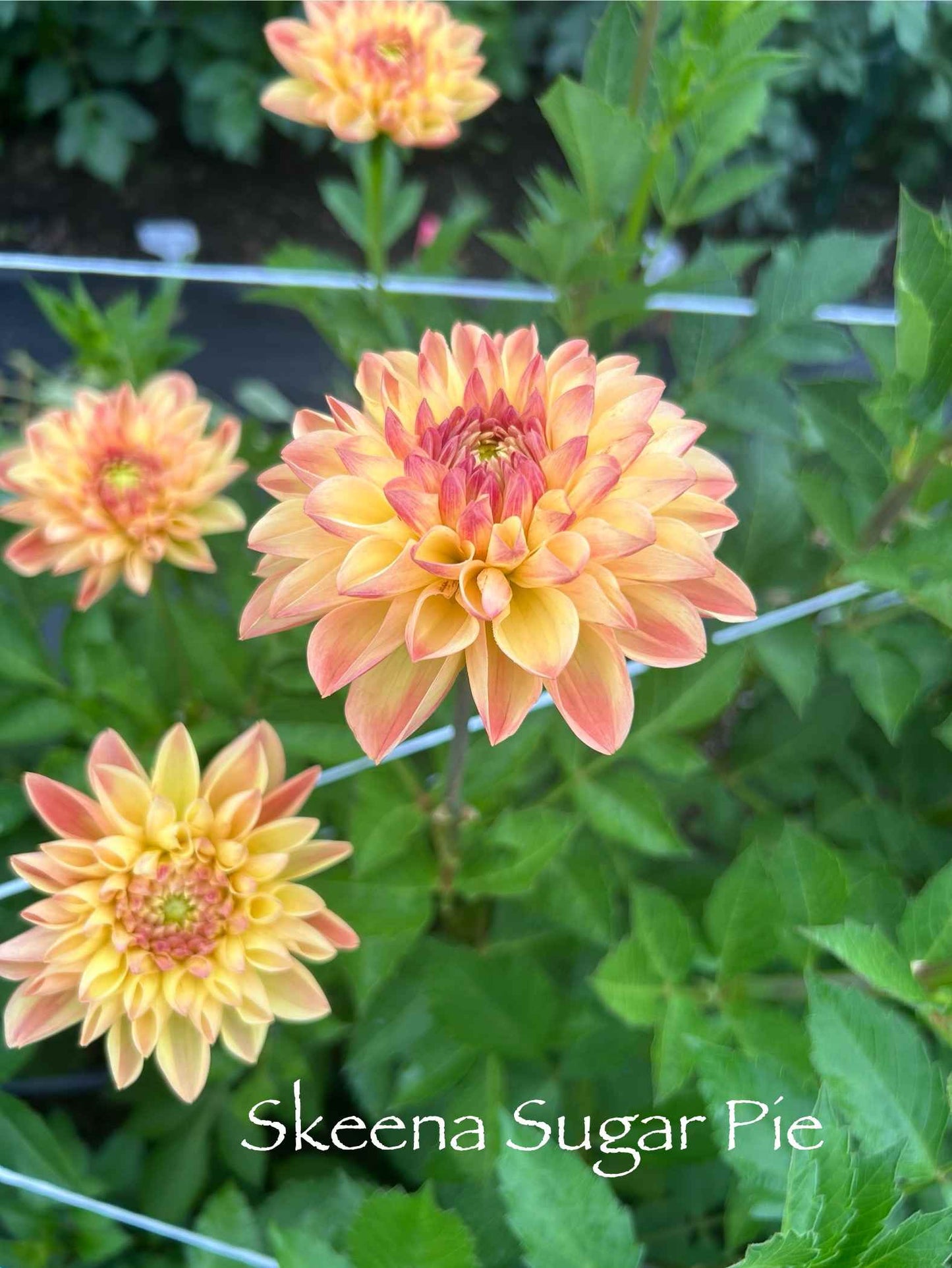 Skeena Sugar Pie Tuber