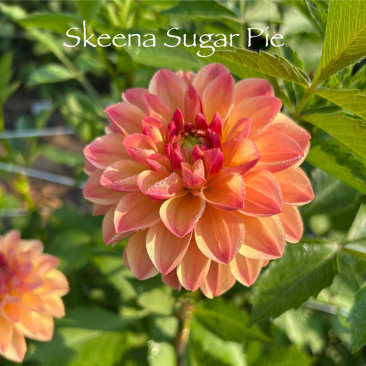 Skeena Sugar Pie Tuber