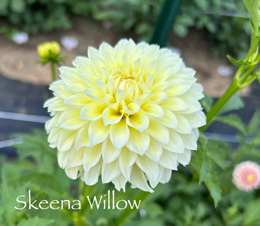 Skeena Willow Tuber